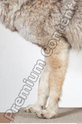 Leg Wolf